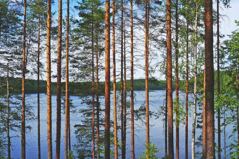 lake, view, pine